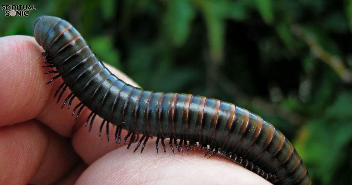 Spiritual Meanings of Seeing a Centipede