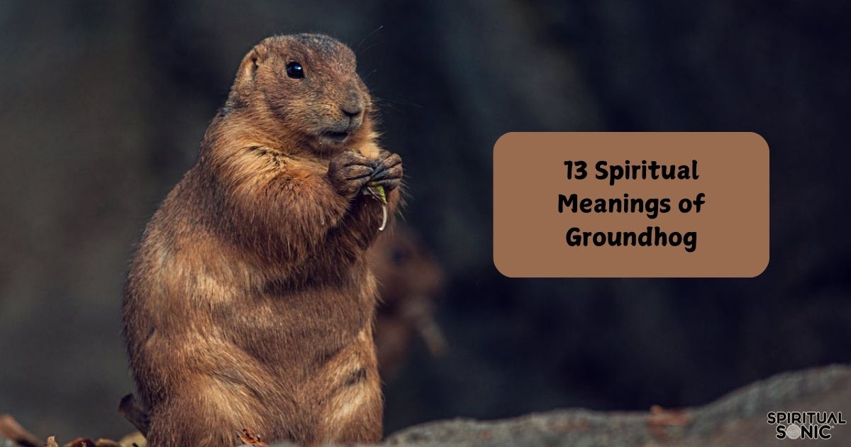 13 Spiritual Meanings of Groundhog