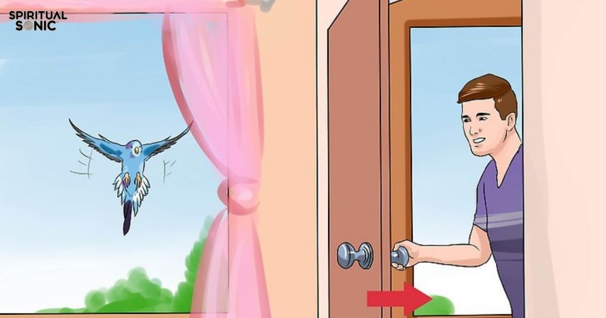 13 Spiritual Meanings of a Bird Flying Into Your House