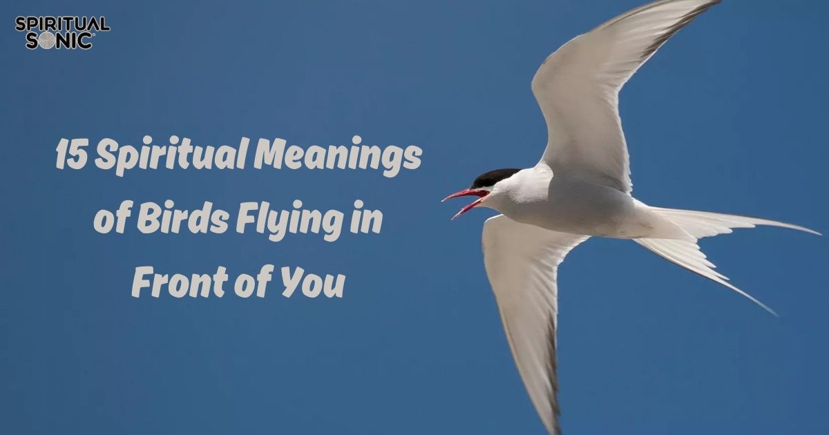 Spiritual Meanings of Birds Flying in Front of You