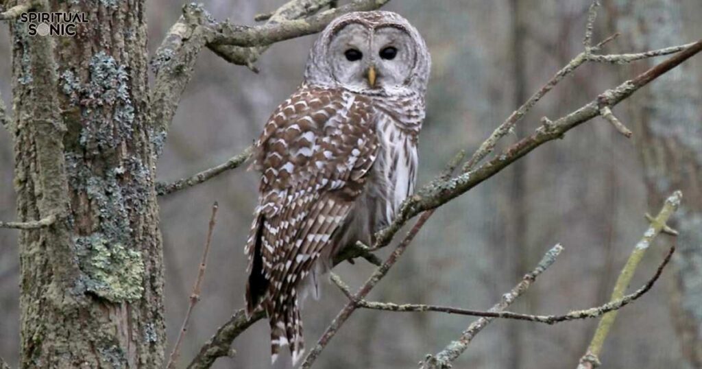 Barred Owl Power Animal