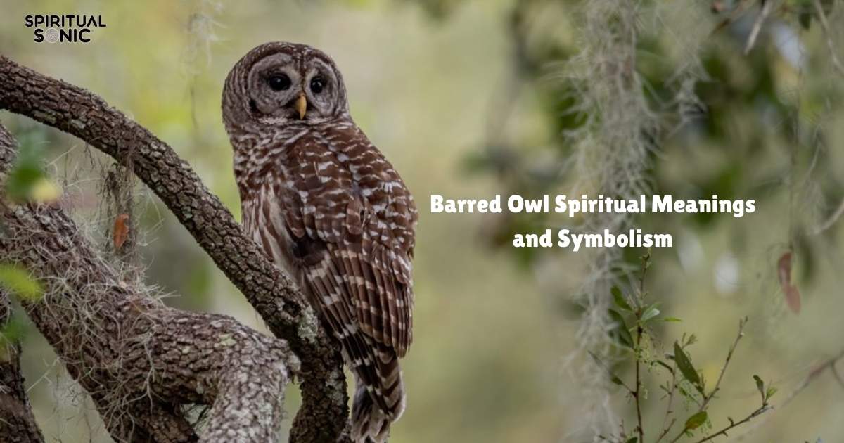 Barred Owl Spiritual Meanings and Symbolism