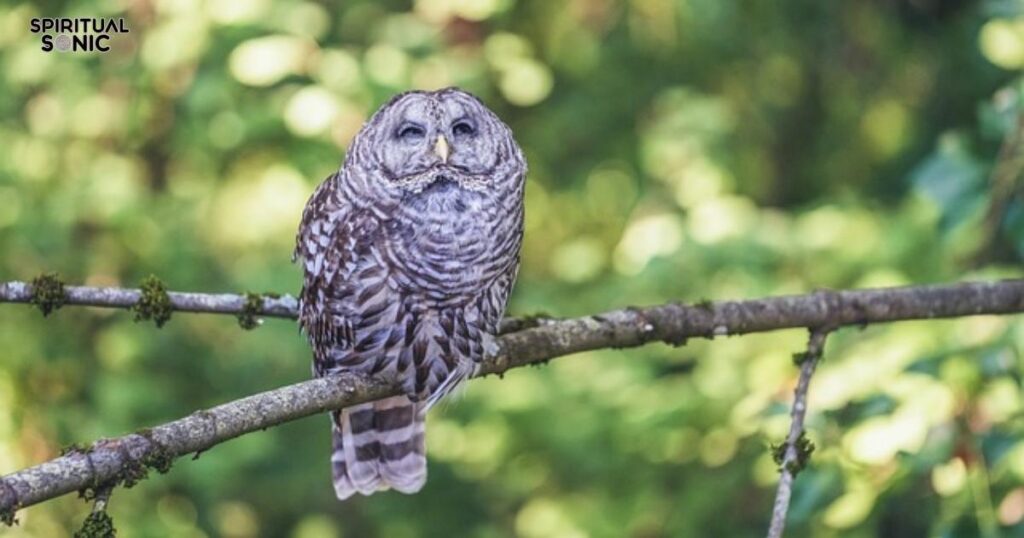 Barred Owl Symbolism