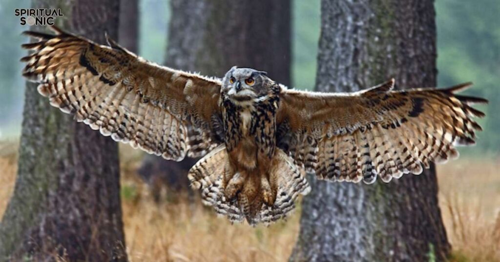 Barred Owl Totem, Spirit, and Power Animal