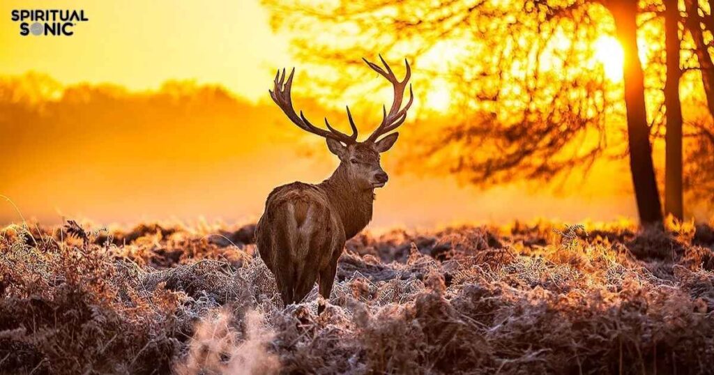 Be Gentle with Yourself and Others, Just Like a Graceful Deer