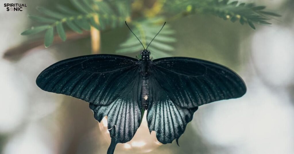 Black Butterfly Spirit Animal