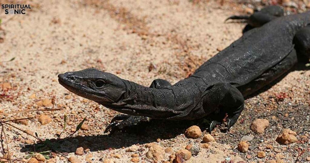 Black Lizard Dream Interpretation