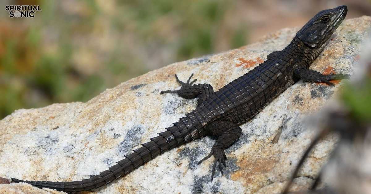 Black Lizard Spiritual Meanings and Symbolism