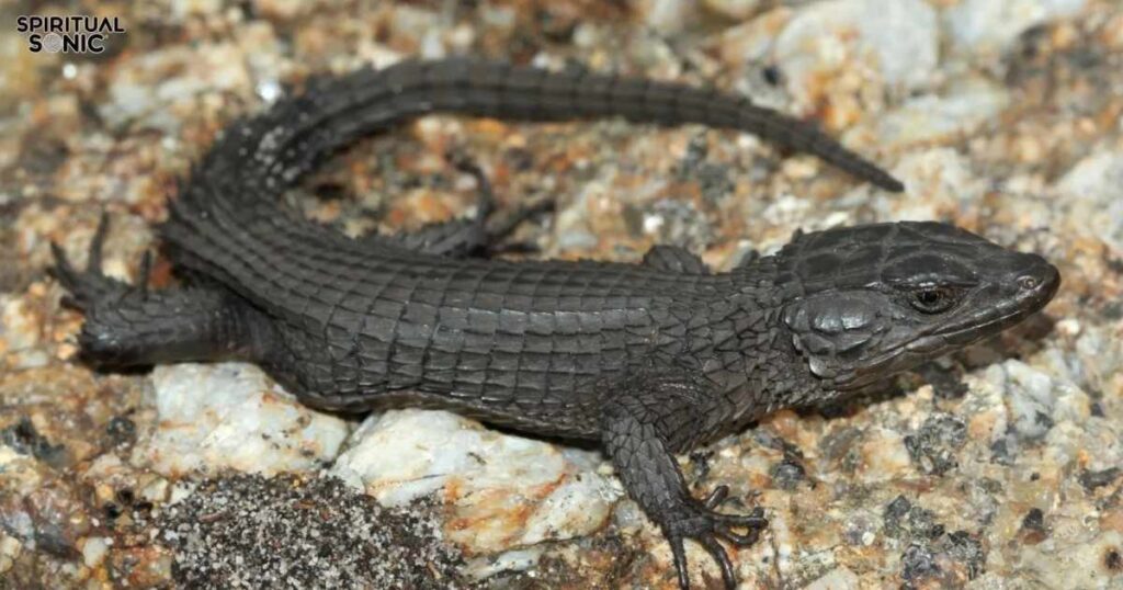 Black Lizard Symbolism