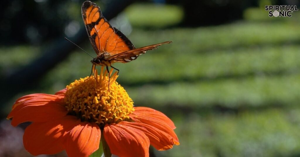 Spiritually When a Butterfly Lands on You?