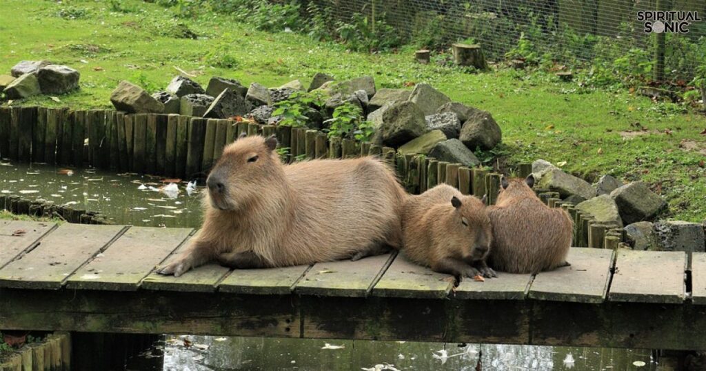 Capybara’s Role in Dream Interpretation