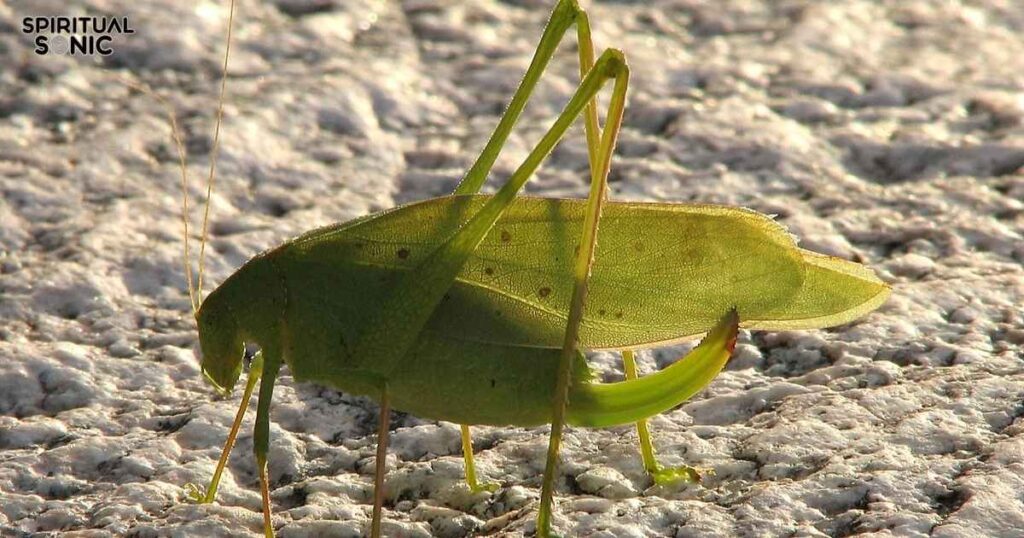 Creativity and Inspiration Symbolism of Katydid