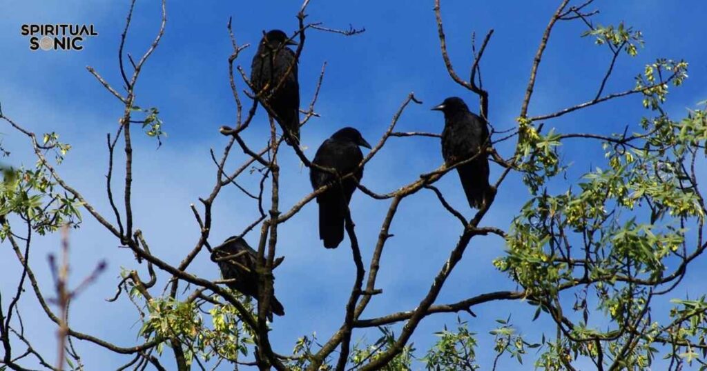 Four Crows Cawing