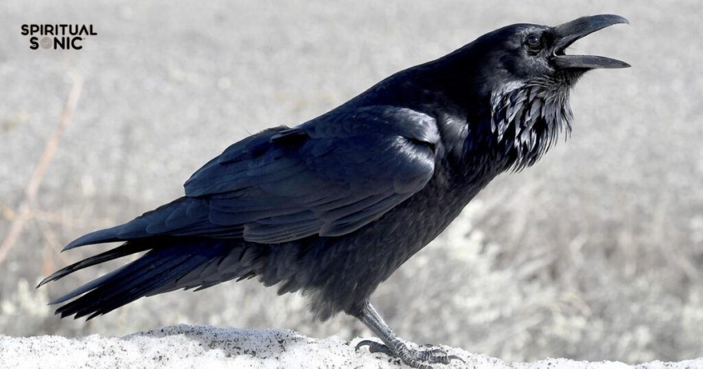 Numerical Interpretation of Crow Cawing