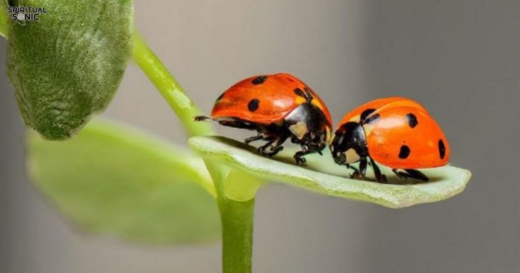 cultural-associations-with-ladybugs