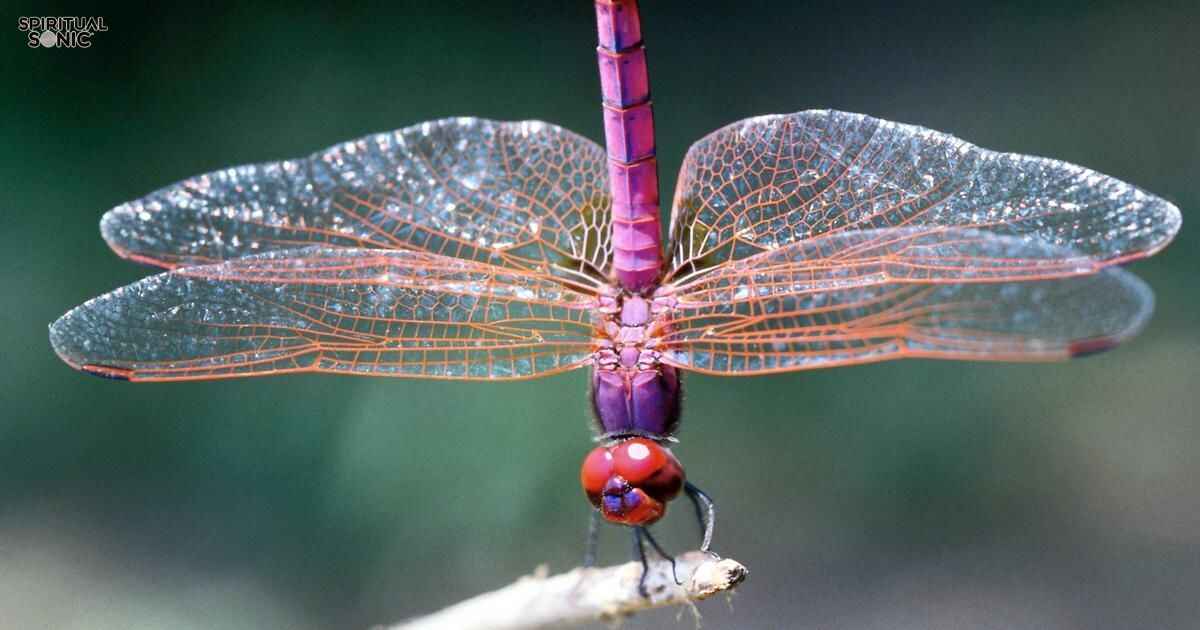 Damselfly Spiritual Meaning