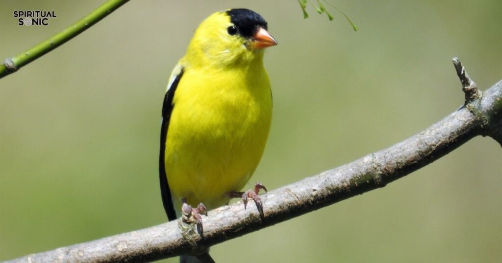 Divine Communication Goldfinch