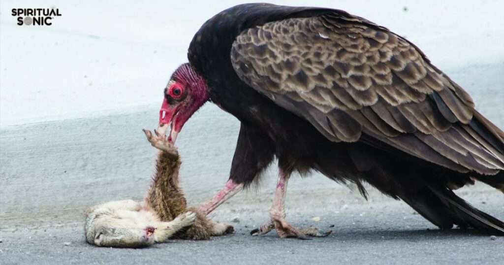 Does Seeing a Vulture Mean Death