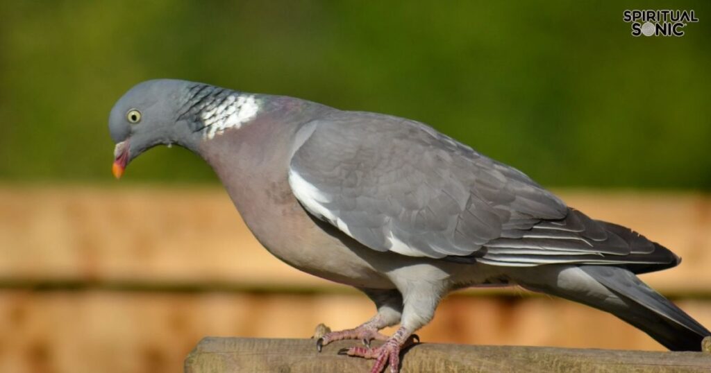 Dream Meaning of Seeing Two Grey Doves