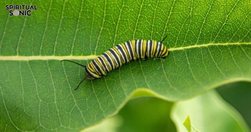 Dreaming of a Caterpillar Meaning