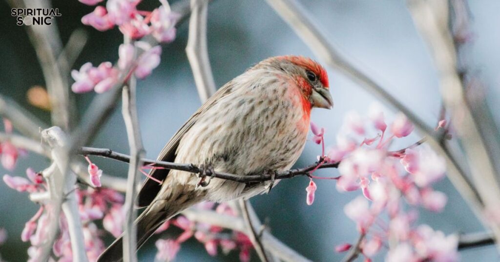 Finch Totem Animal