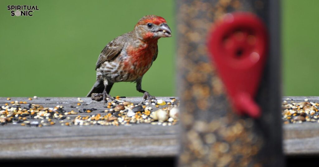 Finch as a Sign of Creativity and Expression