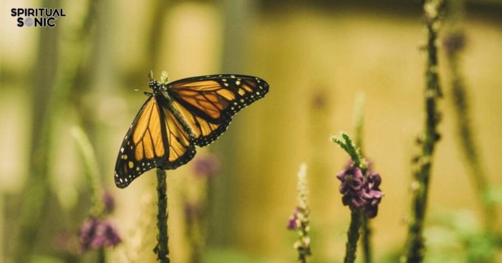 Yellow and Black Butterfly Spiritual Meanings