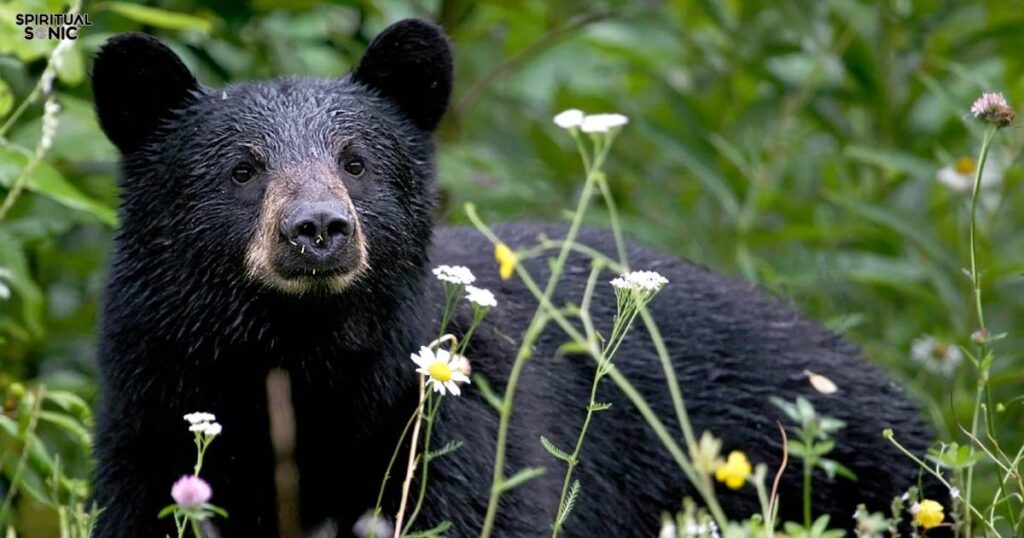 fisher-cat-dream-interpretation