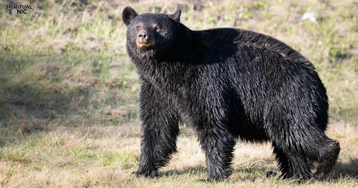 Fisher Cat Spiritual Meaning