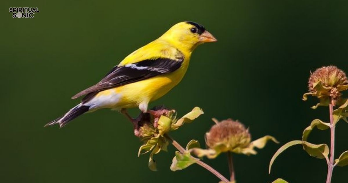 Goldfinch Spiritual Meanings,