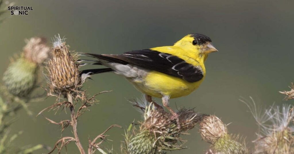 Goldfinch Symbolism