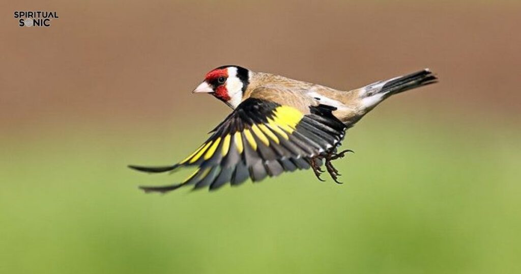 Goldfinch Totem, Spirit, and Power Animal