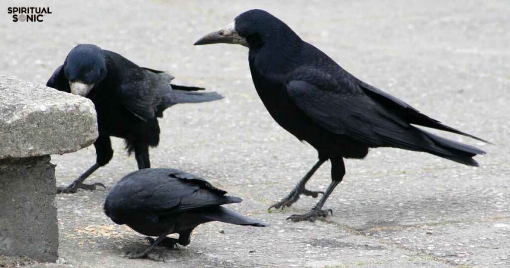 Seeing 3 Crows Spiritual Meaning