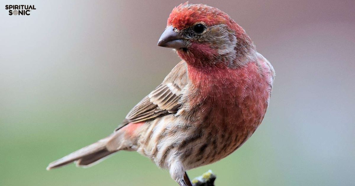 Finch Spiritual Meaning