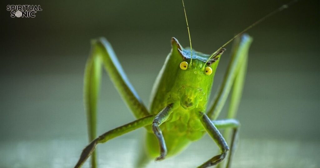 Katydid Spiritual Meanings and Symbolism of Katydid