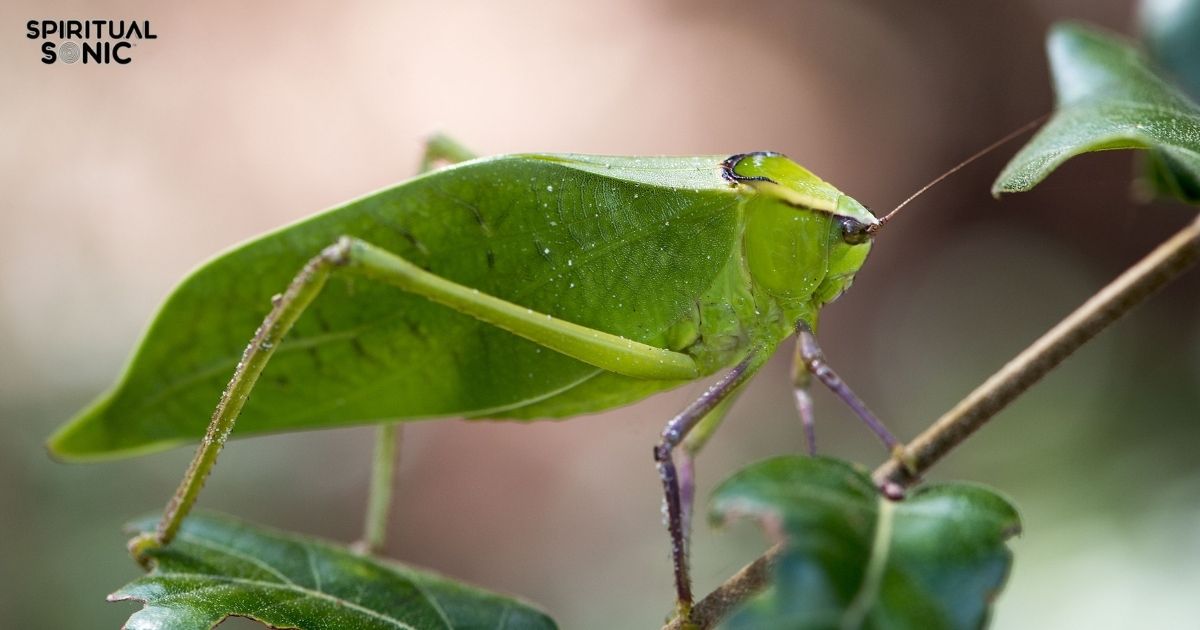 Symbolism of Katydid