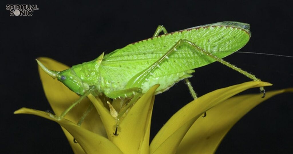 Katydid Totem, Spirit, and Power Animal