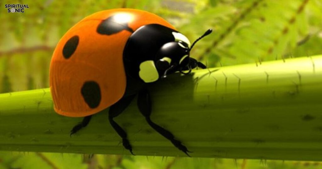 ladybug-colors-and-symbolism