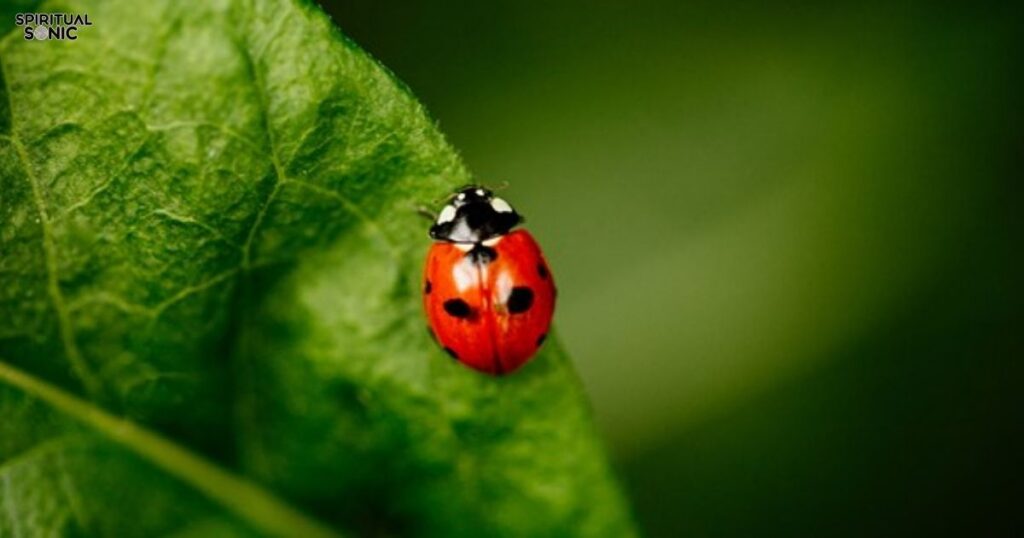 ladybug-with-no-spots-spiritual-meanings-in-a-nutshell