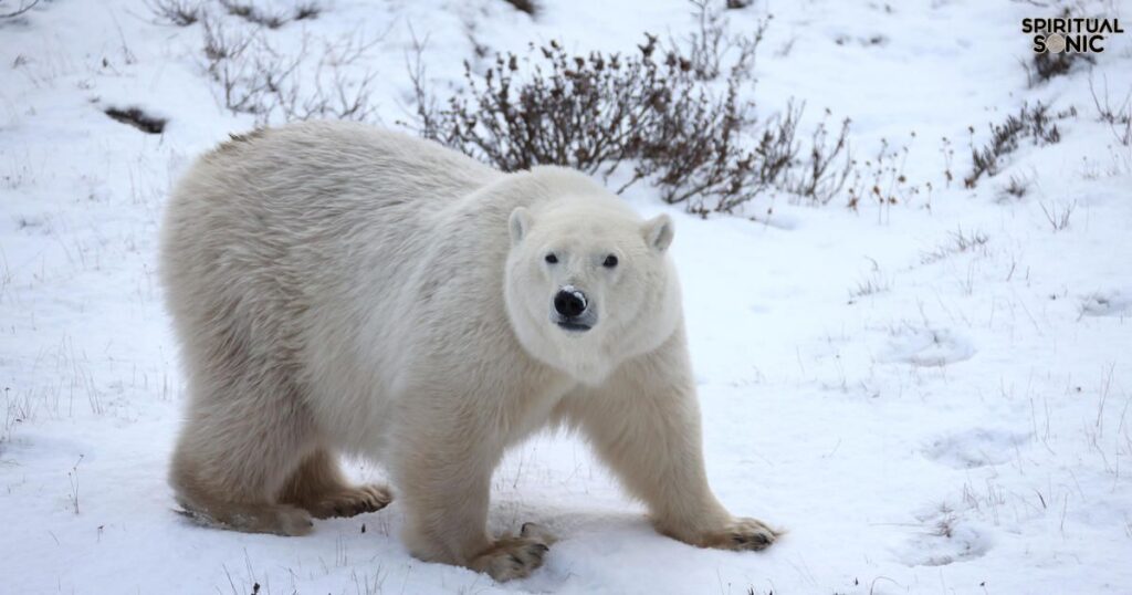 Nurturing Spirit Polar Bear