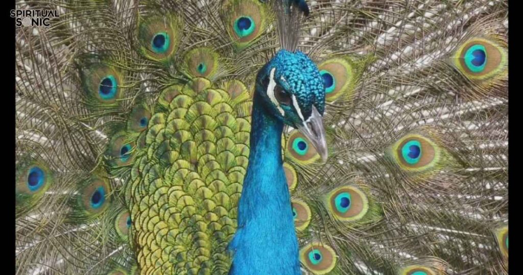 Peacock Symbolism