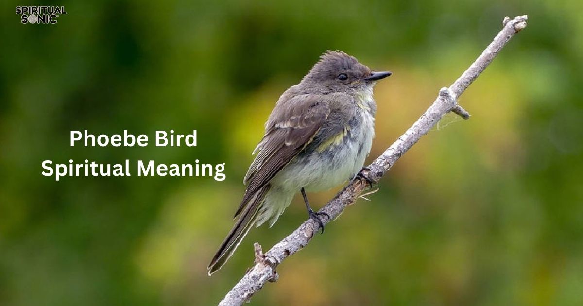 Phoebe Bird Spiritual Meaning