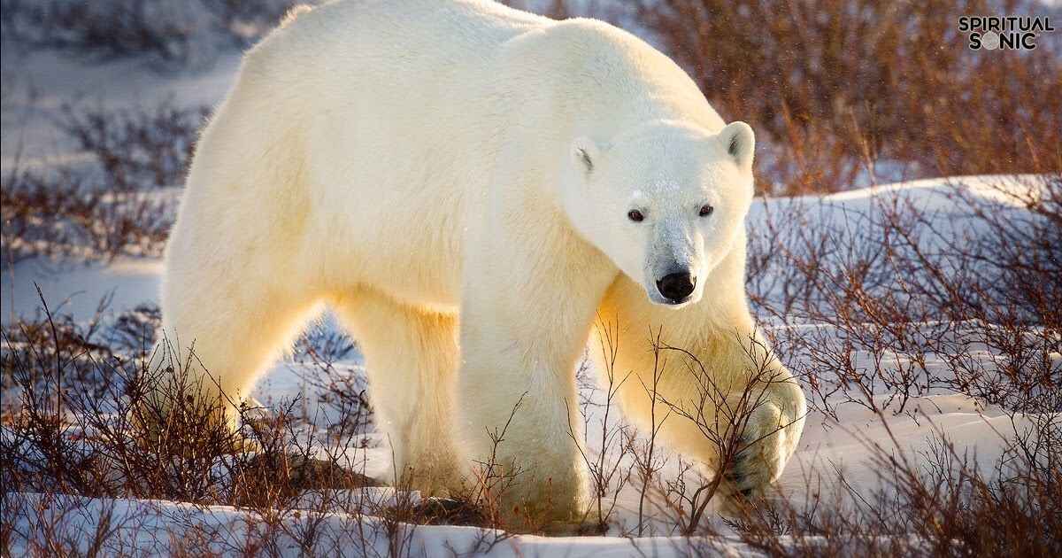 Polar Bear Spiritual Meanings