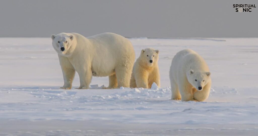 Polar Bear Totem, Spirit, and Power Animal