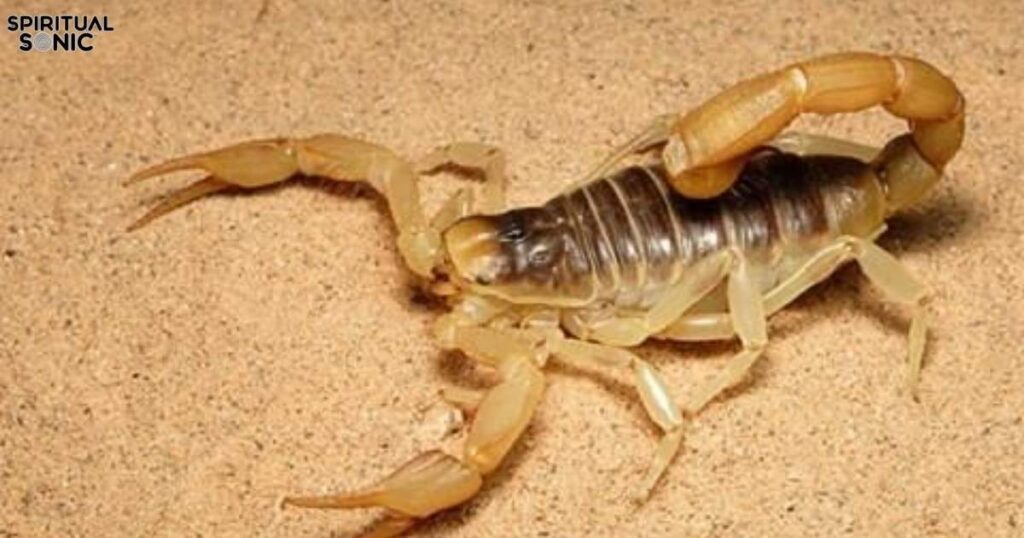 Scorpion Dream Interpretation