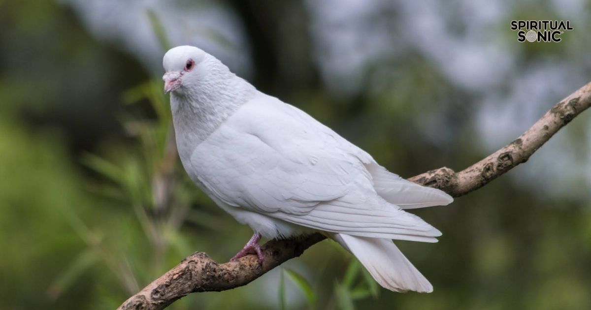 Seeing a White Pigeon