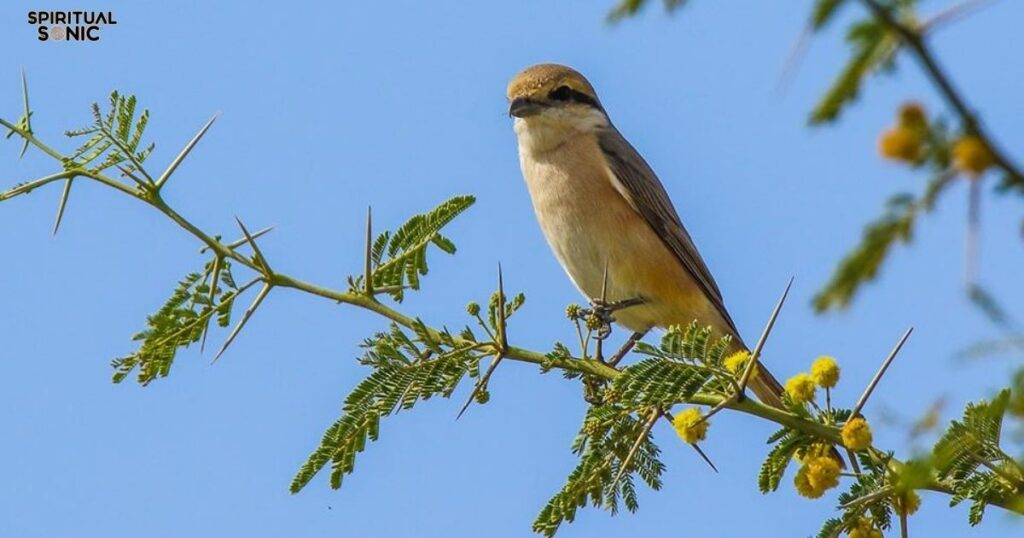 Shrike as Messengers