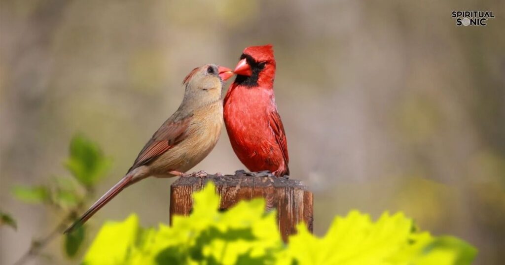 Social Bonds and Community Seeing a Cardinal