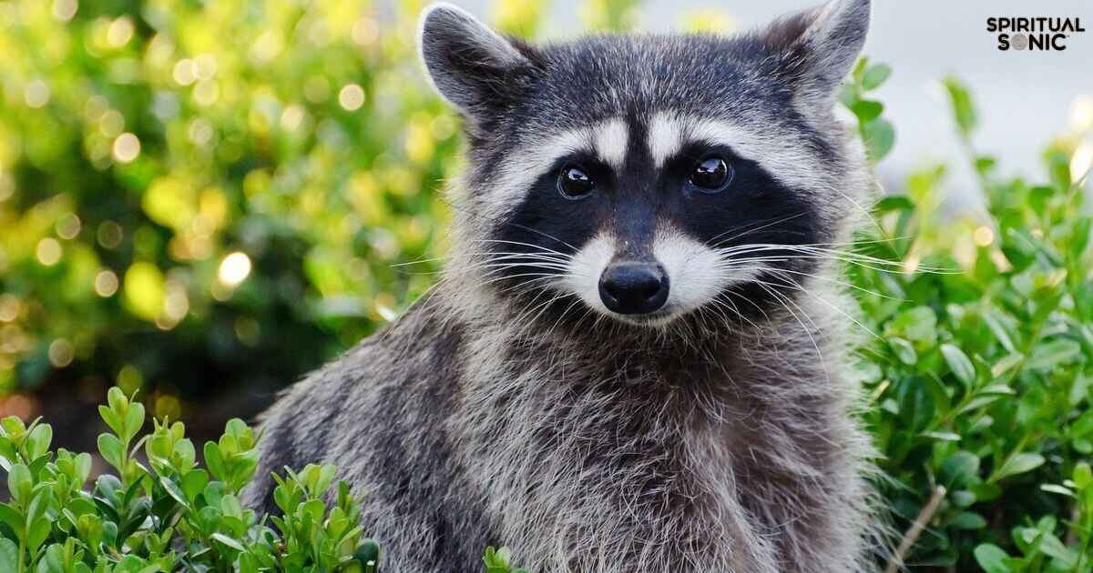 Spiritual Meaning of a Raccoon