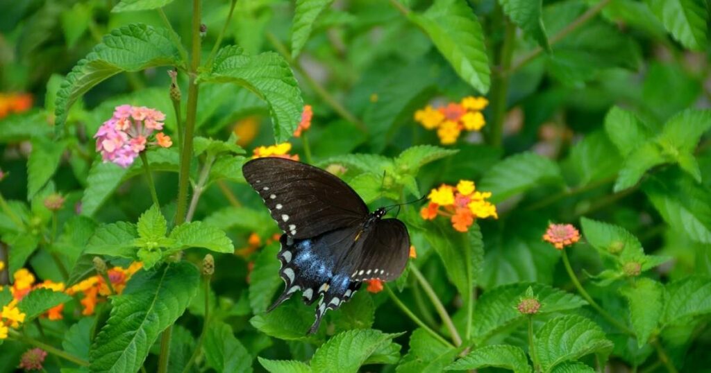 Spiritual Meanings Of A Butterfly Landing On You